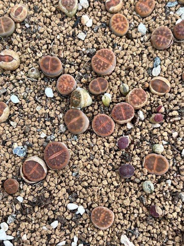 リトープスホワイトラビットLithops White Rabbit 1鉢｜Develop